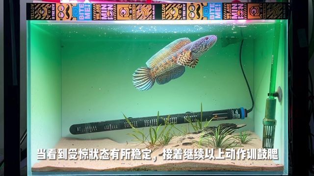 黃金眼鏡蛇雷龍魚怎么訓練咬缸（如何訓練黃金眼鏡蛇雷龍魚咬缸）