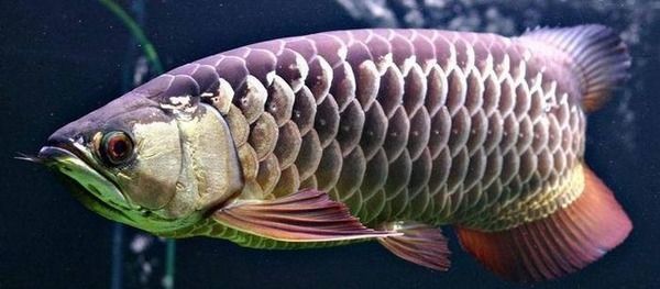 龍魚區(qū)分圖解：龍魚區(qū)分圖解，如何識(shí)別不同種類的龍魚品種的性別和健康