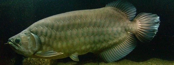 龍魚區(qū)分圖解：龍魚區(qū)分圖解，如何識(shí)別不同種類的龍魚品種的性別和健康