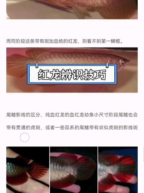 紅龍魚品牌等級劃分標(biāo)準(zhǔn)圖