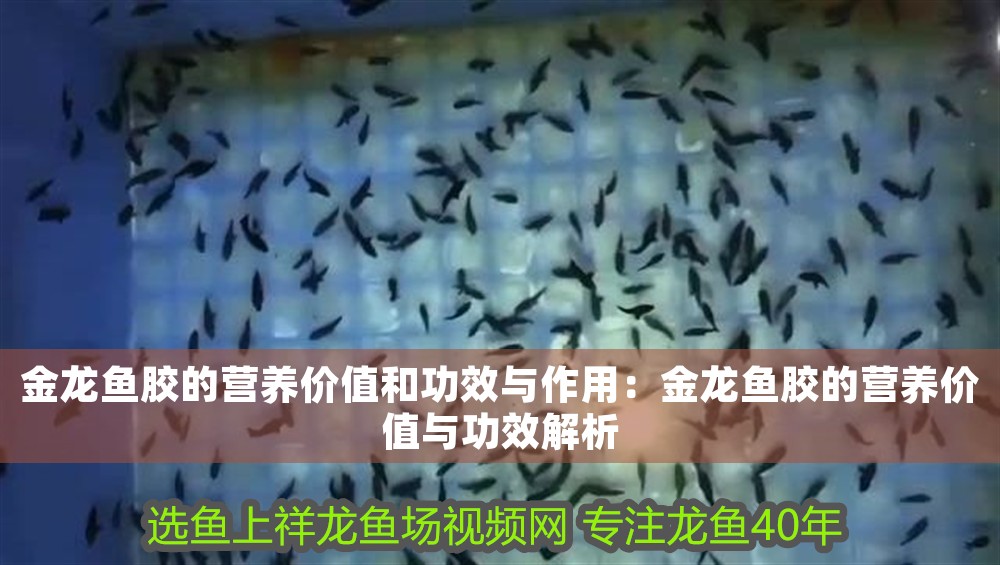 金龍魚膠的營養價值和功效與作用：金龍魚膠的營養價值與功效解析
