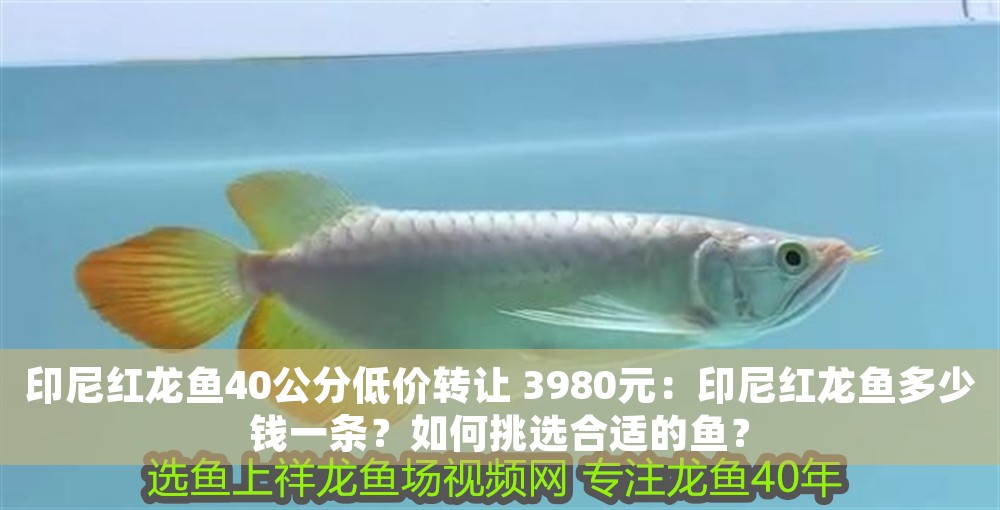 印尼紅龍魚40公分低價轉(zhuǎn)讓 3980元：印尼紅龍魚多少錢一條？如何挑選合適的魚？