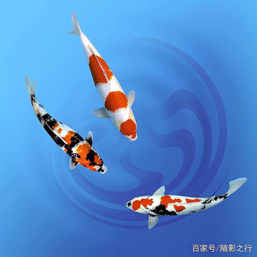 屬龍的人適合養(yǎng)幾條魚(yú)？