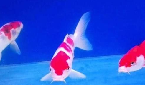 屬龍的人適合養(yǎng)幾條魚(yú)？