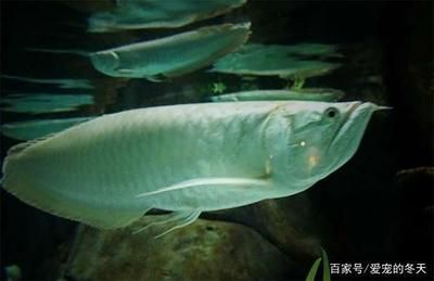 銀龍魚有幾種（銀龍魚有哪些品種？）