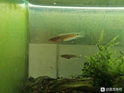 雷龍魚缸內布置技巧：如何有效布置雷龍魚缸 雷龍魚缸內布置技巧：如何有效布置雷龍魚缸 龍魚百科 第4張