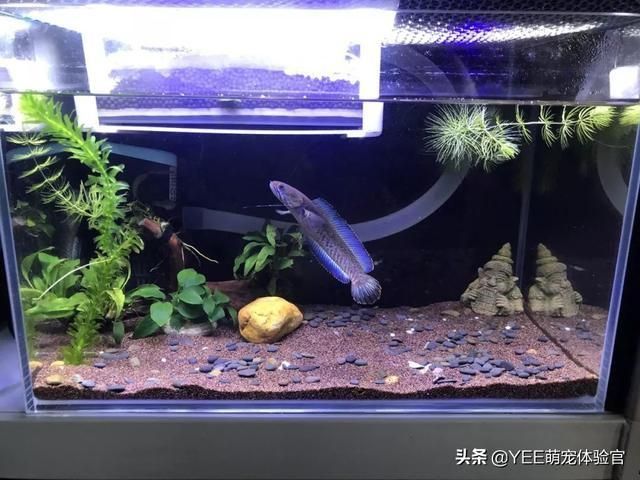 雷龍魚缸內布置技巧：如何有效布置雷龍魚缸 雷龍魚缸內布置技巧：如何有效布置雷龍魚缸 龍魚百科 第5張
