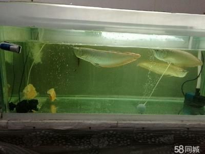 龍魚能跟清道夫一起養嗎：龍魚和清道夫魚是否可以一起養，這個問題是肯定的