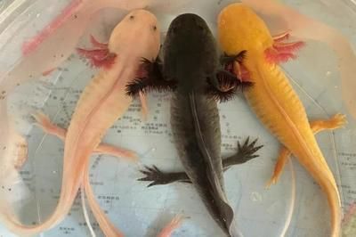 怎樣才能救快死的六角龍魚（如何拯救快死的六角龍魚）