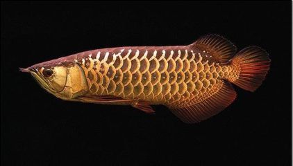 龍魚立鱗了怎么辦啊（如何判斷龍魚立鱗的原因）
