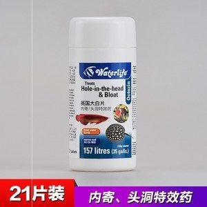 龍魚腸炎的用藥（龍魚的腸炎是由環境引起的應激性腸炎）