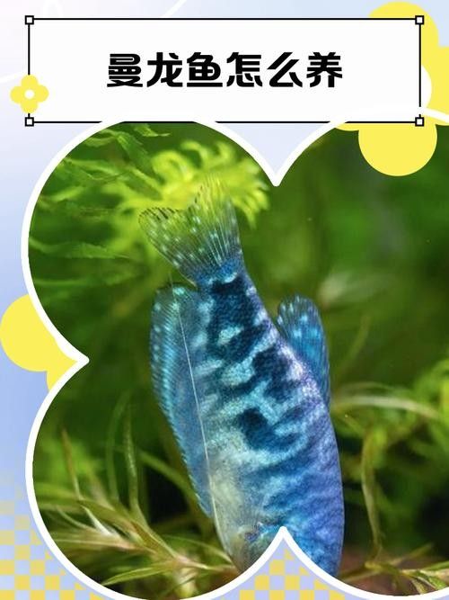 龍魚最便宜的品種排名第一是什么