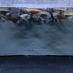 銀龍魚苗批發市場在哪