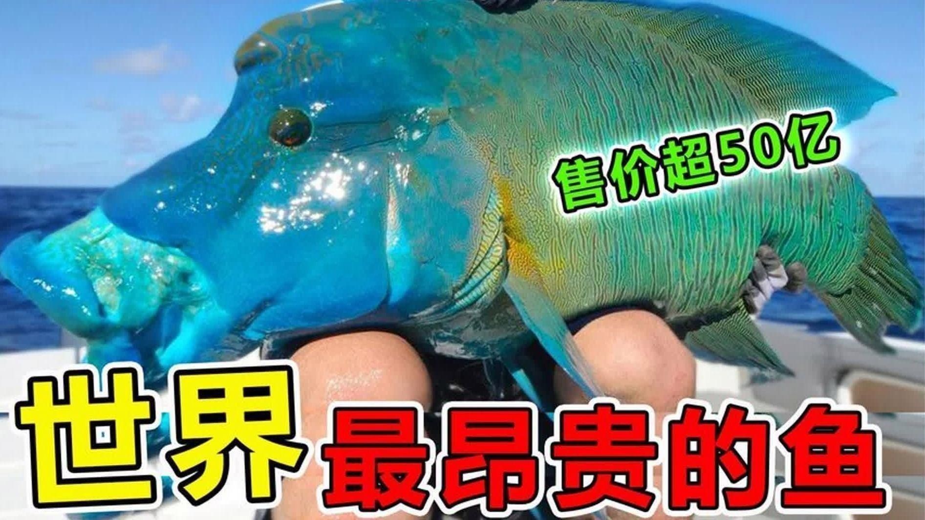 什么魚最值錢