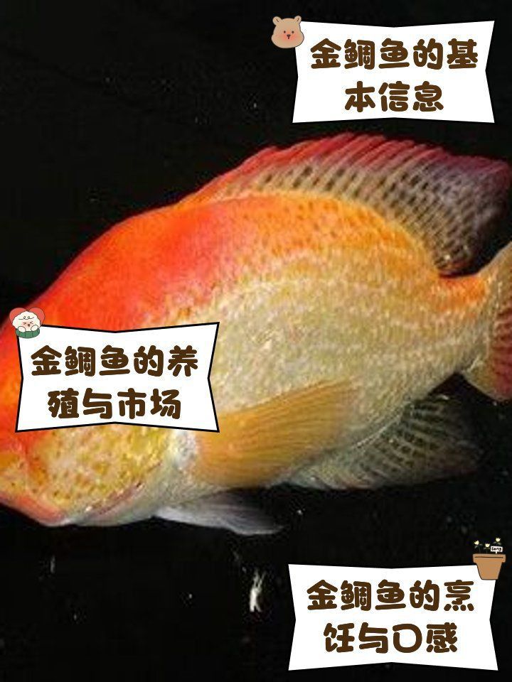 金鯛魚是什么檔次的魚