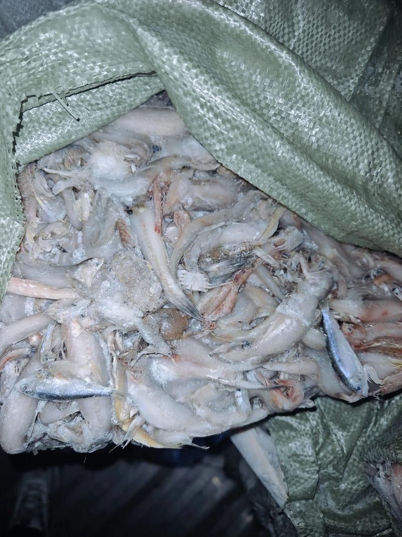 龍魚吃的小魚在哪買的到