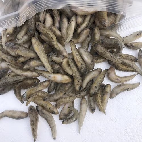 龍魚吃的小魚在哪買的到