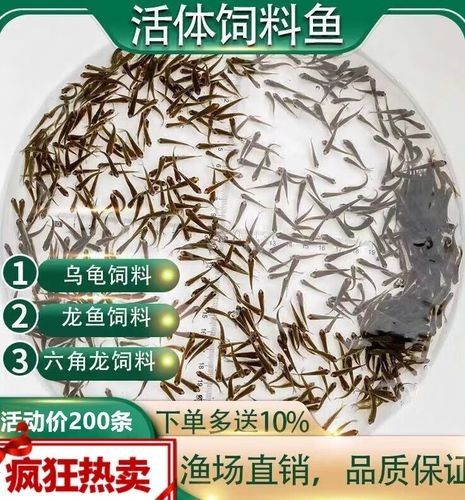 龍魚吃的小魚在哪買的到