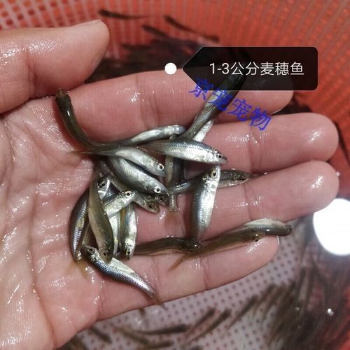 龍魚吃的小魚在哪買的到