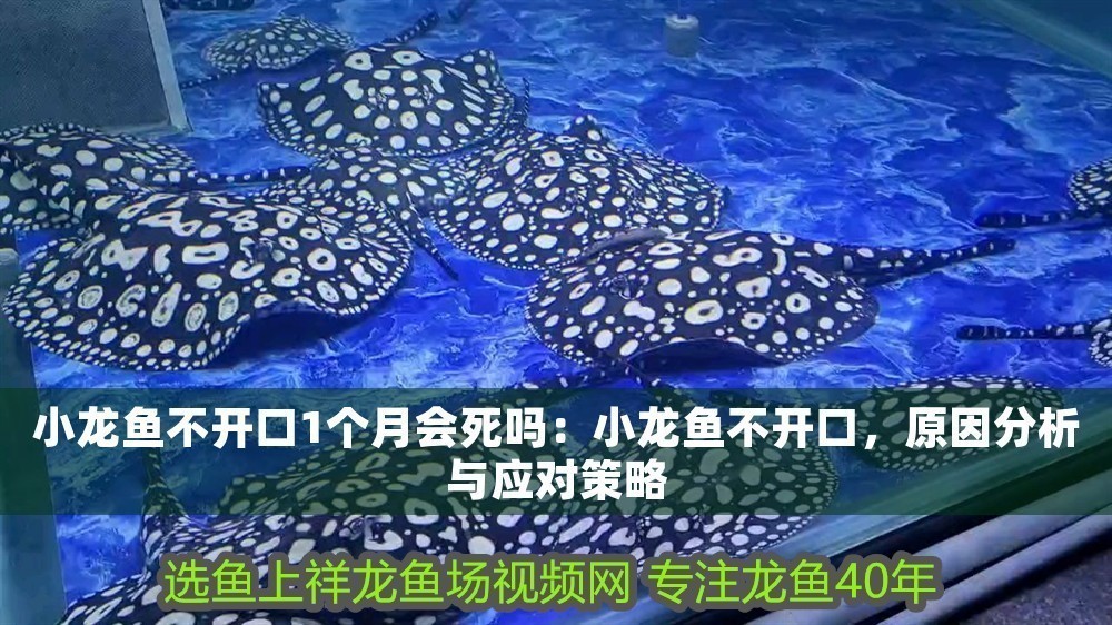 小龍魚不開口1個(gè)月會(huì)死嗎：小龍魚不開口，原因分析與應(yīng)對(duì)策略