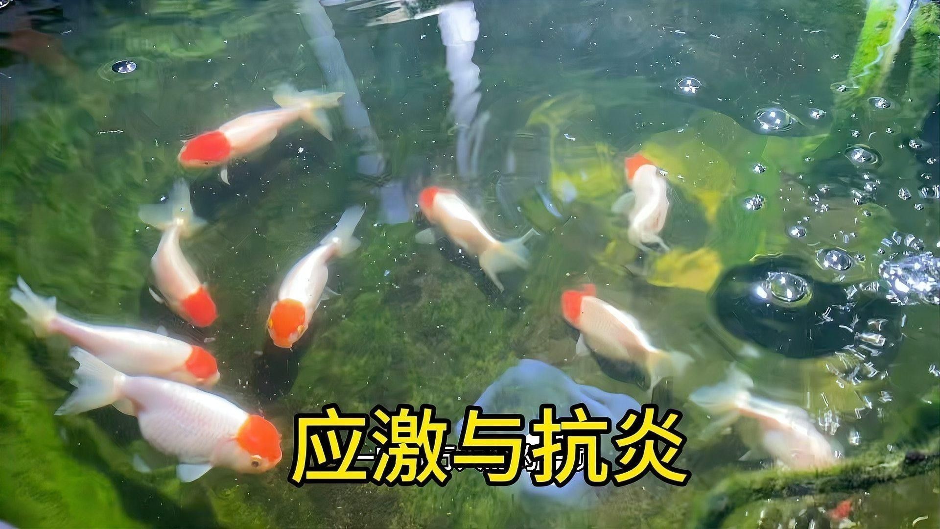 龍魚出現(xiàn)應(yīng)激反應(yīng)應(yīng)該如何處理？