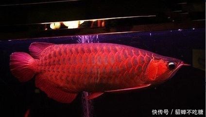 世界上最貴的龍魚是什么魚：世界上最貴的龍魚是什么魚，其價格曾達(dá)到500萬人民幣 世界上最貴的龍魚是什么魚：世界上最貴的龍魚是什么魚，其價格曾達(dá)到500萬人民幣 龍魚百科 第2張