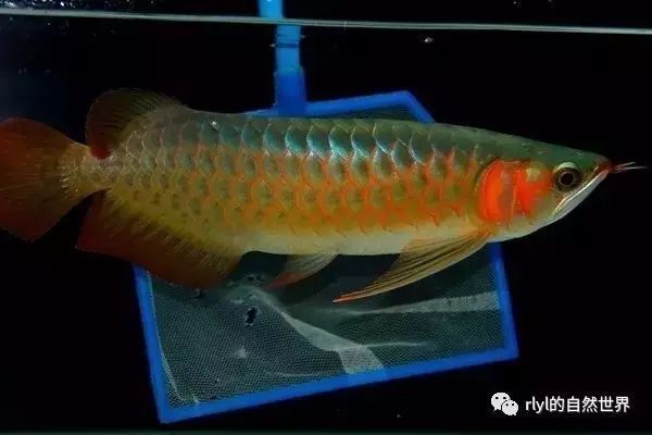 世界上最貴的龍魚是什么魚：世界上最貴的龍魚是什么魚，其價格曾達(dá)到500萬人民幣 世界上最貴的龍魚是什么魚：世界上最貴的龍魚是什么魚，其價格曾達(dá)到500萬人民幣 龍魚百科 第3張
