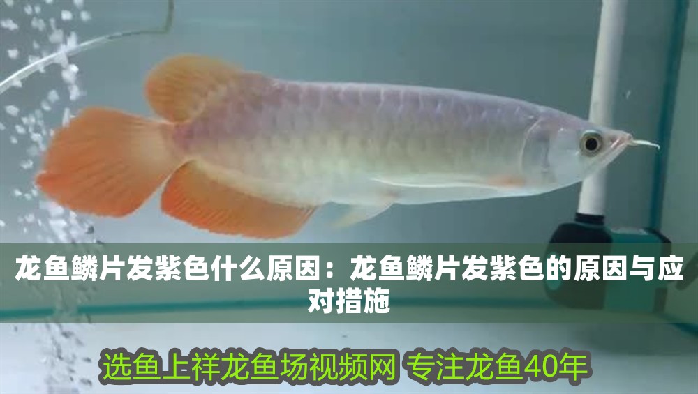 龍魚鱗片發紫色什么原因：龍魚鱗片發紫色的原因與應對措施