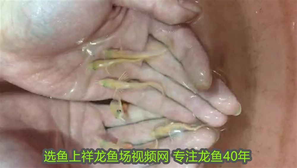 龍魚鱗片發紫色什么原因：龍魚鱗片發紫色的原因與應對措施