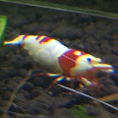 帝王血鉆能和龍魚混養嗎？：帝王血鉆可以和龍魚混養嗎？
