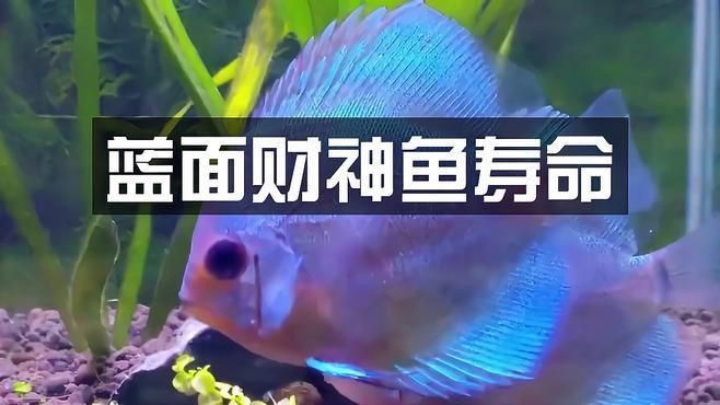 藍面財神魚的正確養法