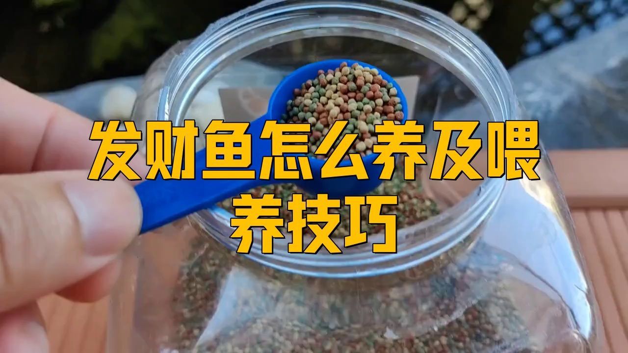 藍面財神魚的正確養法