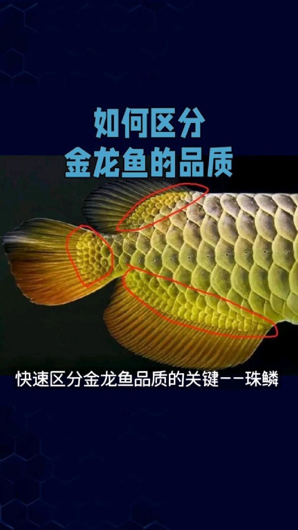 如何辨別古典藍(lán)底過背金龍魚的品質(zhì)？