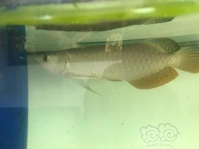 龍魚a過和b過區別在哪：“a過”和“b過”金龍魚的區別在于品相和血統的不同
