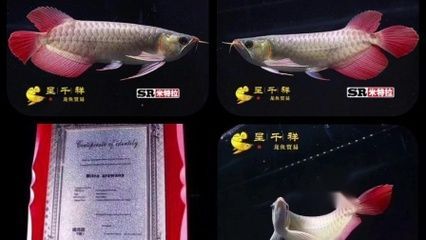 紅龍魚需要定期檢疫嗎：紅龍魚需要定期檢疫嗎紅龍魚需要定期檢疫嗎