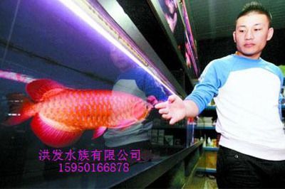 紅龍魚需要定期檢疫嗎：紅龍魚需要定期檢疫嗎紅龍魚需要定期檢疫嗎