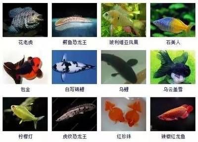 紅龍魚種類圖鑒（紅龍魚品種概述知乎專欄[需手動填充]紅龍魚的分類知乎專欄）