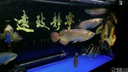 金魚金龍魚多少錢（金龍魚價格因素存在較大差異，金龍魚飼養難度排行）