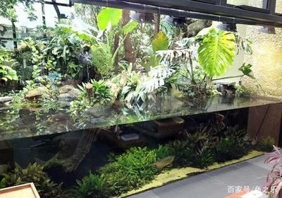 龍魚用什么過濾棉好：如何選擇適合龍魚的過濾棉