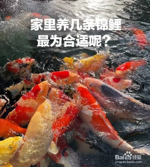 芥子錦鯉養幾條最好
