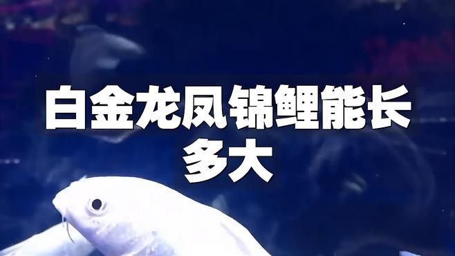 白色龍魚圖片欣賞