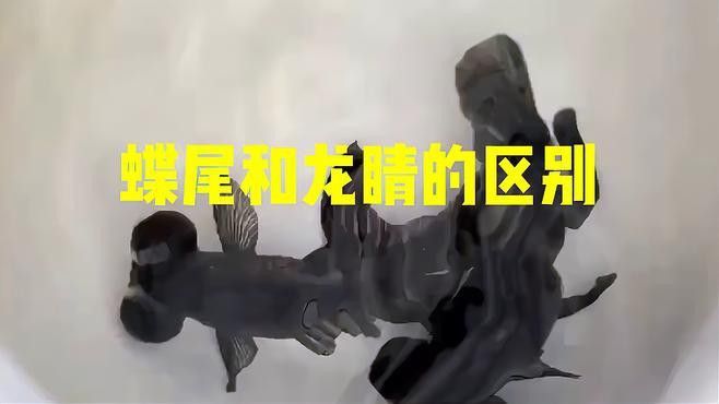 龍睛和蝶尾哪個更受歡迎？