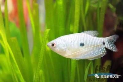 像龍魚一樣的小型魚叫什么（水族市場上與龍魚外形相似的小型魚飼養技巧）