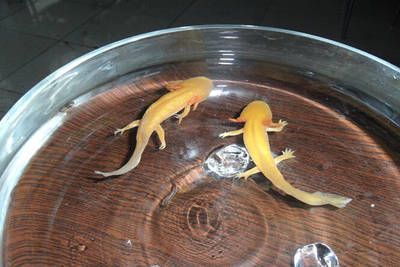 龍魚有四只腳嗎？（龍魚不可能有四只腳龍魚有四只腳龍魚有四只腳嗎） 龍魚有四只腳嗎？（龍魚不可能有四只腳龍魚有四只腳龍魚有四只腳嗎） 龍魚百科 第1張