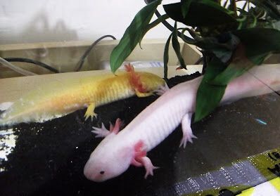 龍魚有四只腳嗎？（龍魚不可能有四只腳龍魚有四只腳龍魚有四只腳嗎） 龍魚有四只腳嗎？（龍魚不可能有四只腳龍魚有四只腳龍魚有四只腳嗎） 龍魚百科 第3張