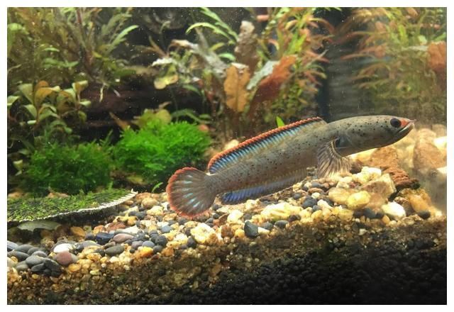 雷龍魚飲食結(jié)構(gòu)調(diào)整建議：雷龍魚的飲食調(diào)整建議