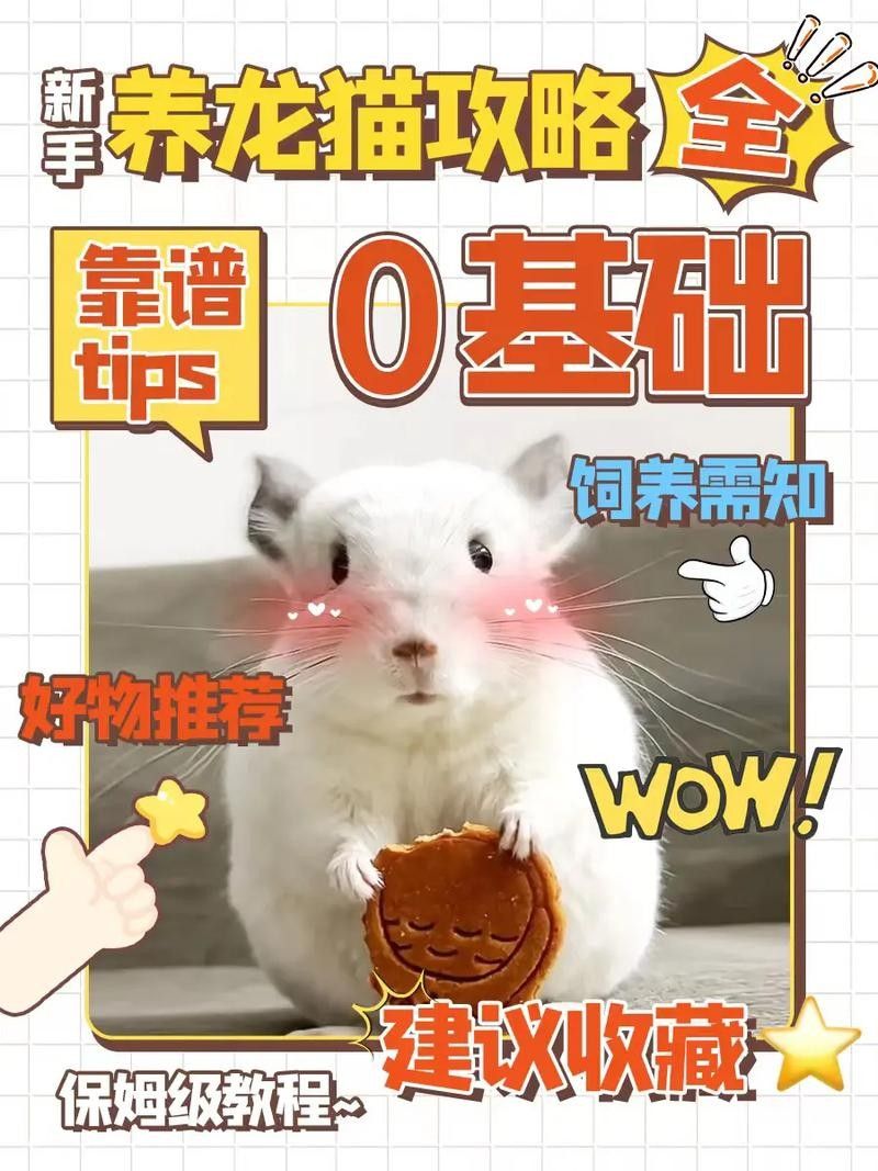 龍貓不吃主糧怎么辦