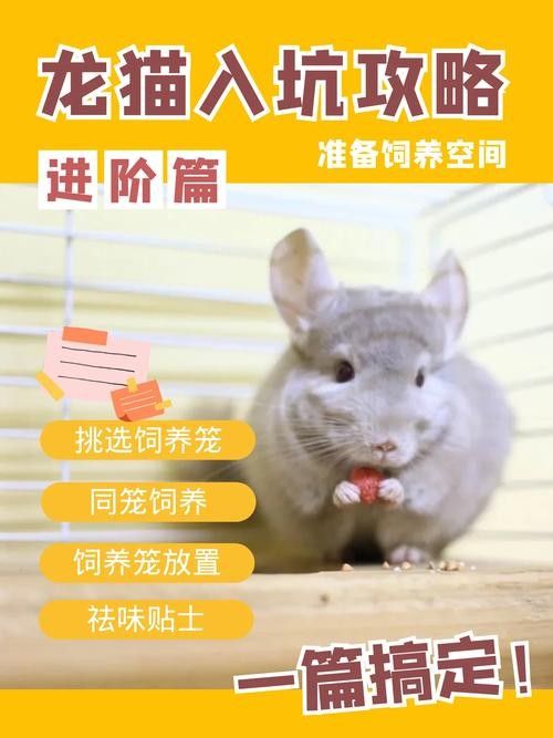 龍貓不吃主糧怎么辦