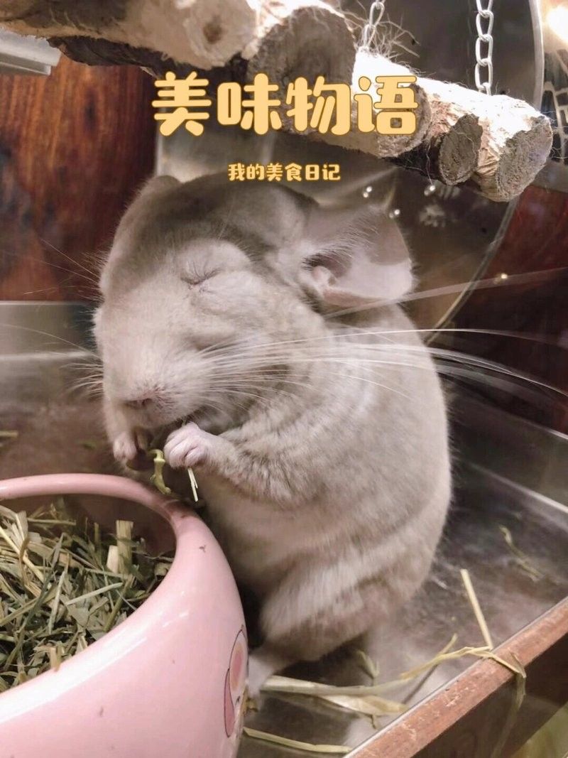 龍貓不吃主糧怎么辦