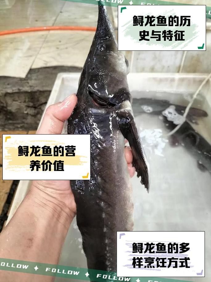 鱘龍魚長啥樣